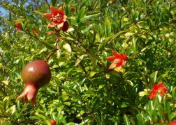 Punica granatum Nana Gracilissima / Törpe gránátalma (termő)